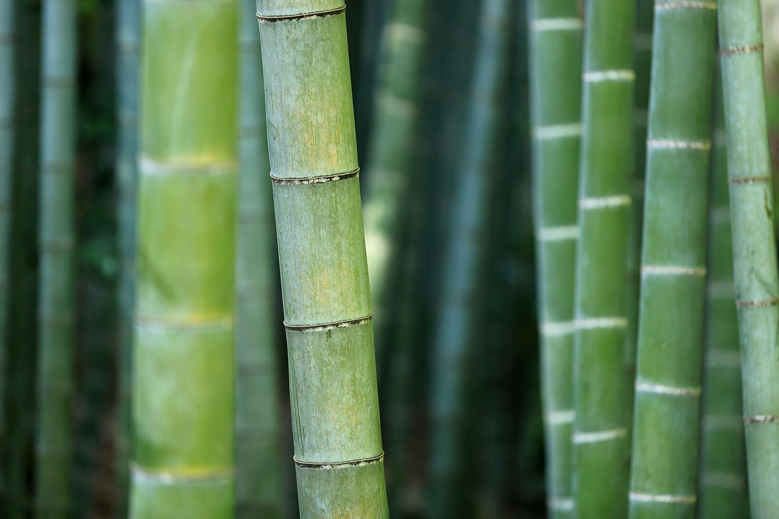 bamboo-919052